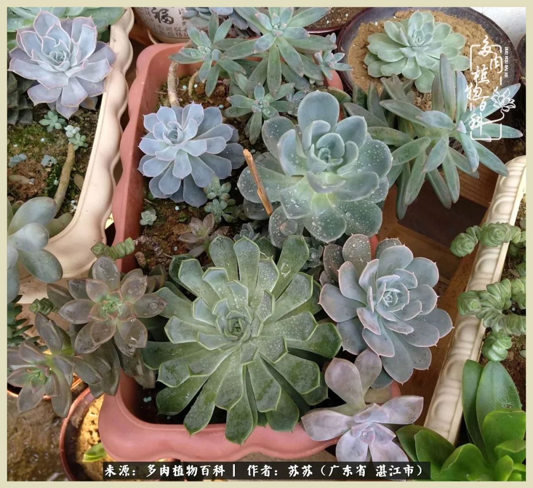 不要辜负与多肉的美好时光,多肉可以给人岁月静好的感觉