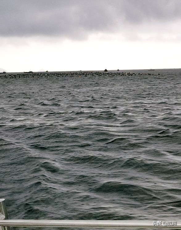 2016年獐子岛扇贝为什么回来了,扇贝回流獐子岛