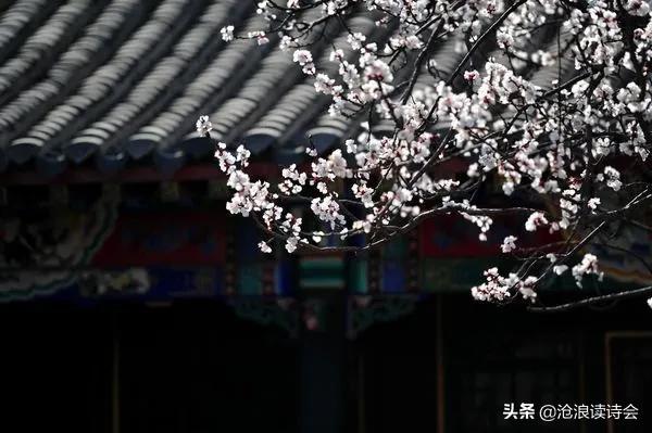 这个春天有好诗,每一首都写满诗意与真情,沧浪诗社佳作选