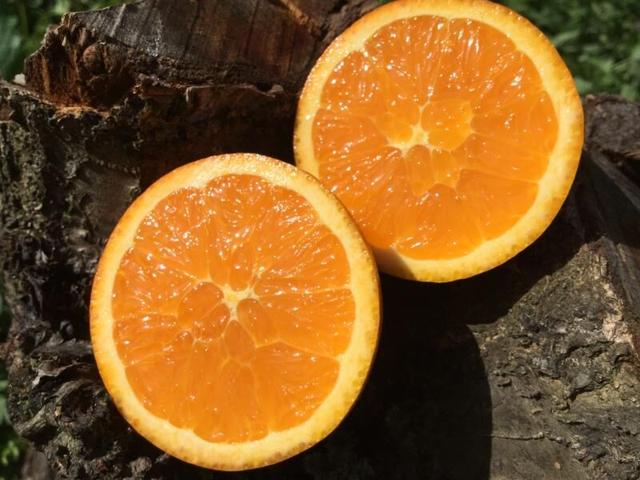 秭归一年四季都有哪些橙子,秭归悬崖上的橙子