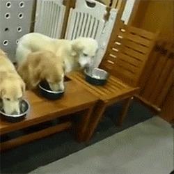 Ding~金毛，你麻叫你吃饭啦!