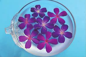 浮游花一种特别的赏花方式,赏花正确方法图片