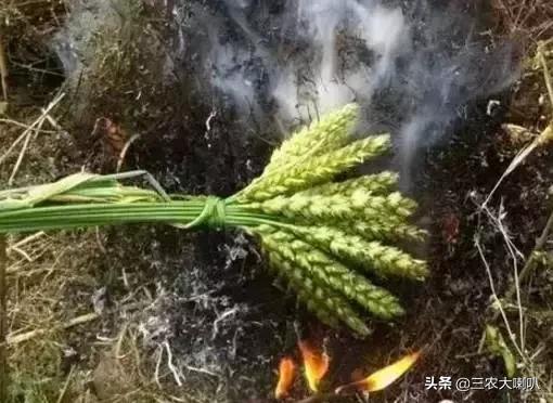 没这样吃过小麦,还好意思说你是农村人?烤麦,满满的回忆!