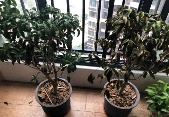 日香桂新栽的多久开花,日香桂开花一般几天枯萎