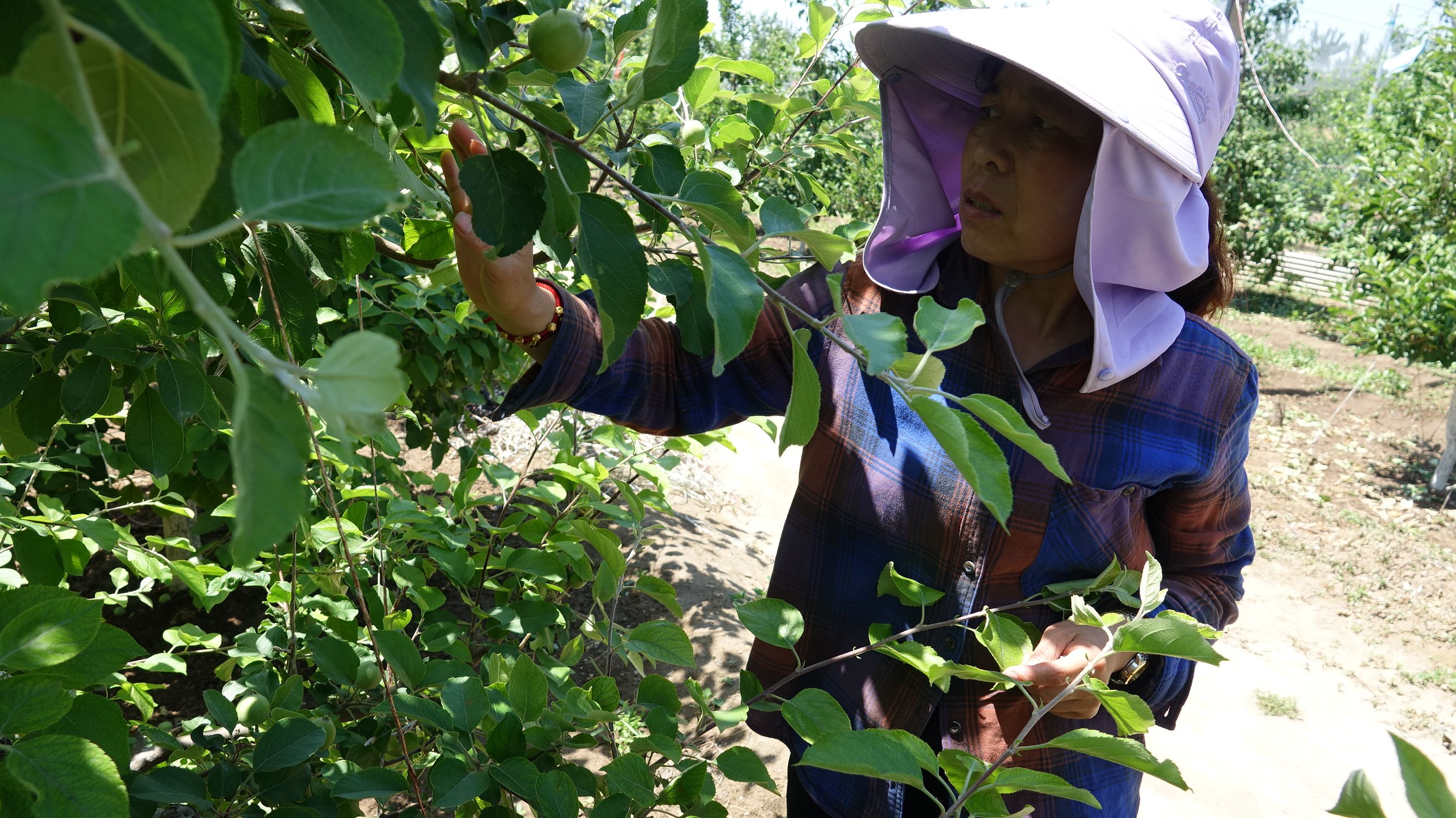 热热热丨苹果长蚜虫樱桃树难受