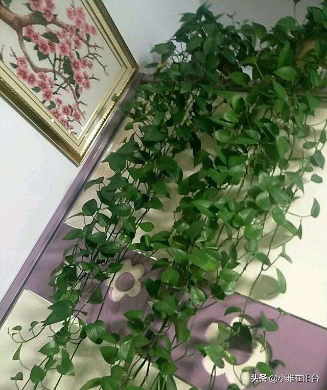 绿萝冬天冻死了明年又发芽,绿萝受冻可以缓过来