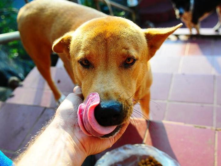 狗狗换粮后突然不吃狗粮怎么办,狗狗吃肉后不吃狗粮了