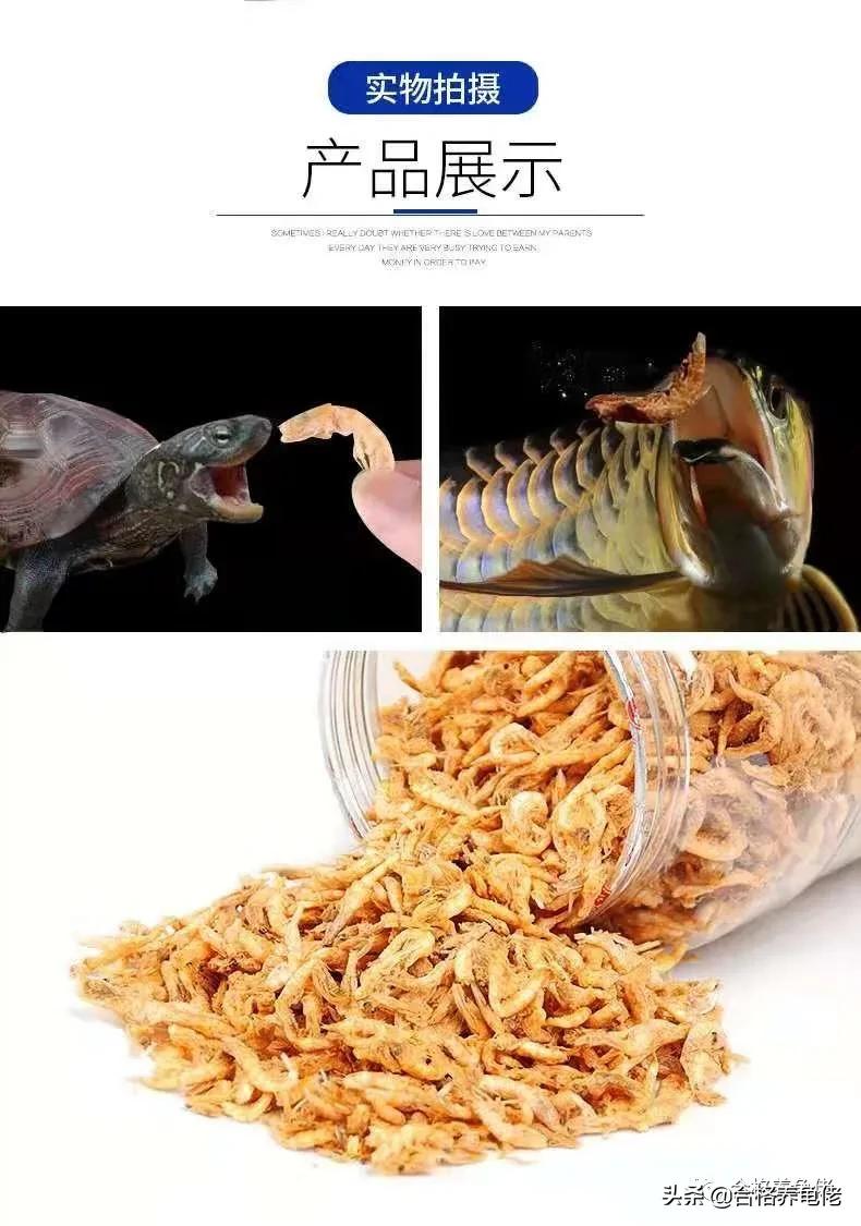 安缘龟喂什么食物,发色龟粮适合什么龟吃