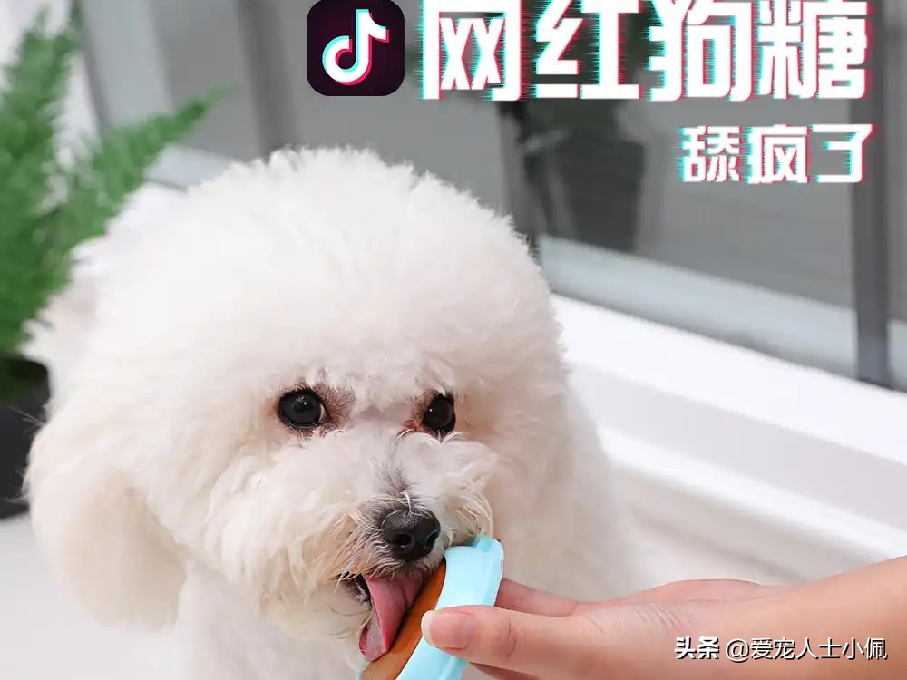 狗狗急性肠胃炎养狗攻略,成年狗狗肠胃炎自己怎么治疗