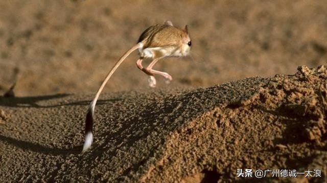 世界上十大很少见到的动物,世界上最受欢迎的动物排行榜