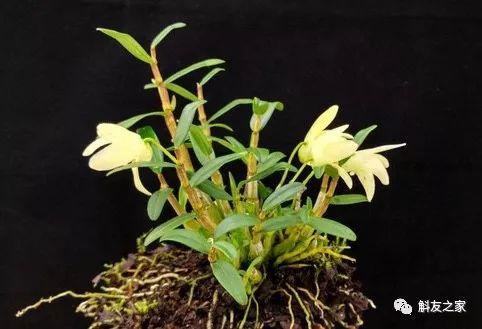 香水石斛兰烂根全部腐烂怎么办,石斛兰烂根怎么让它长新根呢