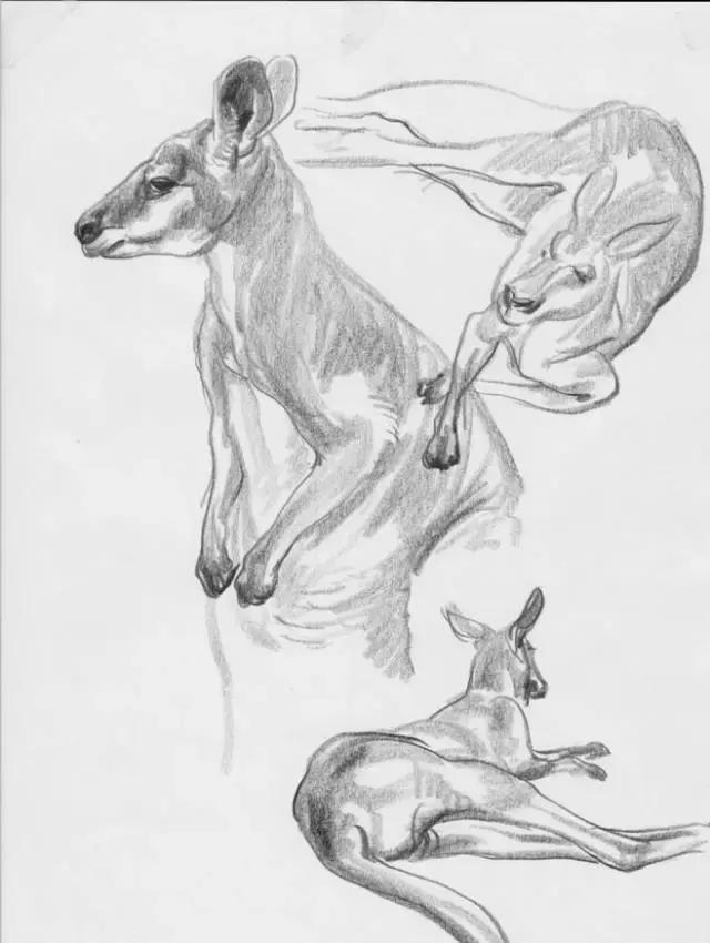 好看的动物素描,一看就会的动物素描