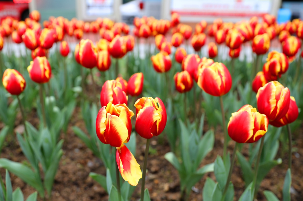 宁波现在哪里可以看郁金香,宁波郁金香在什么地方