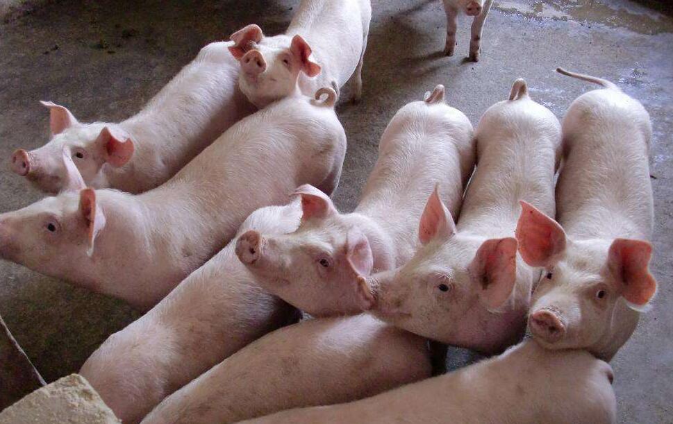 猪场猪咳嗽用什么药,猪场兽医猪咳嗽吐怎么了