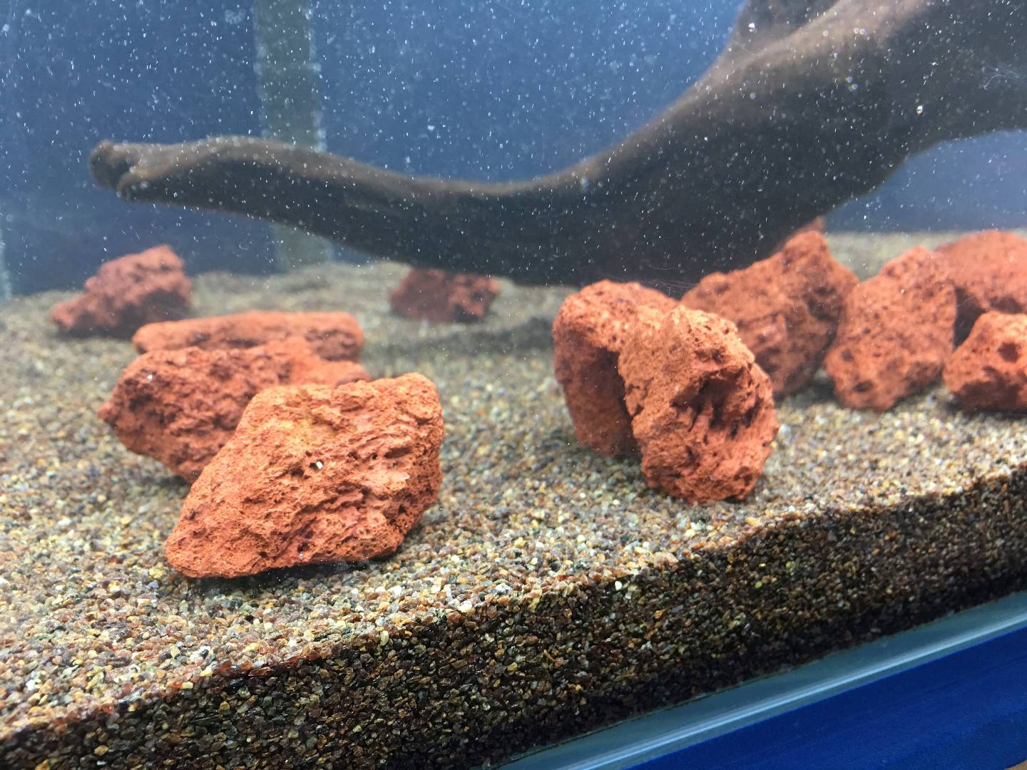 鱼缸里的鱼粪怎么处理,孔雀鱼缸鱼粪怎么清理