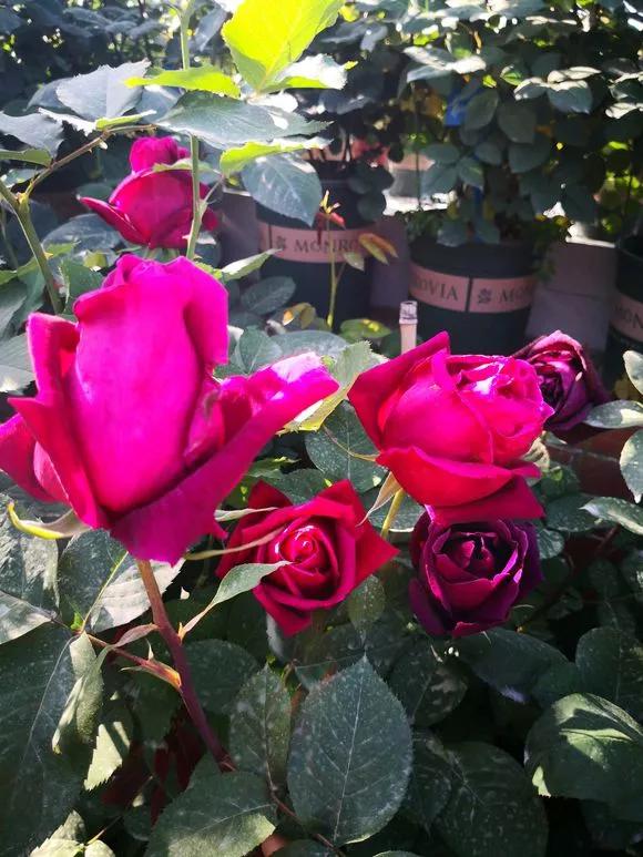 适合家庭养的清香花,5种清香花卉开花时满室芬芳不断