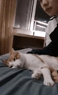 nuc8黑苹果评测性能,nuc8黑苹果详细教程