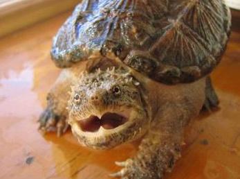 可以看陆龟的动物园,鳄龟可以看手机吗