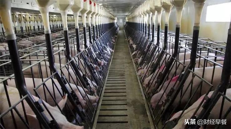 为什么马云刘强东都加入养猪行业,2018年马云养猪