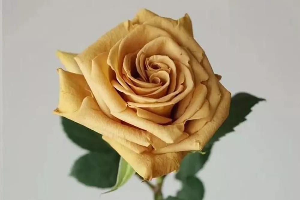 花店必备的5款玫瑰,花店最常用什么品种的玫瑰花