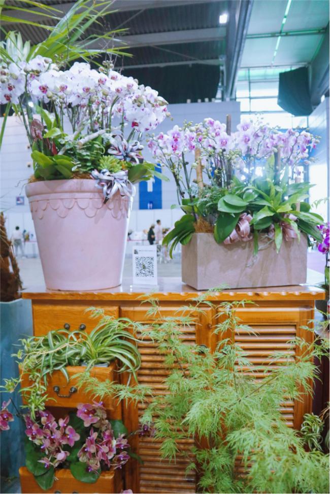 让人惊艳的花展,花展上看到的美到窒息