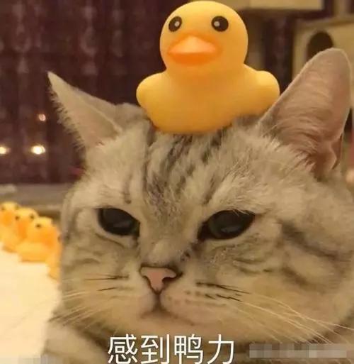 体毛突然变多怎么办,体毛异常