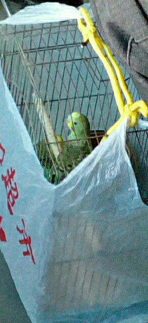 灭蝗虫鸭子厉害还是鸡厉害,油炸蝗虫为什么不能消灭