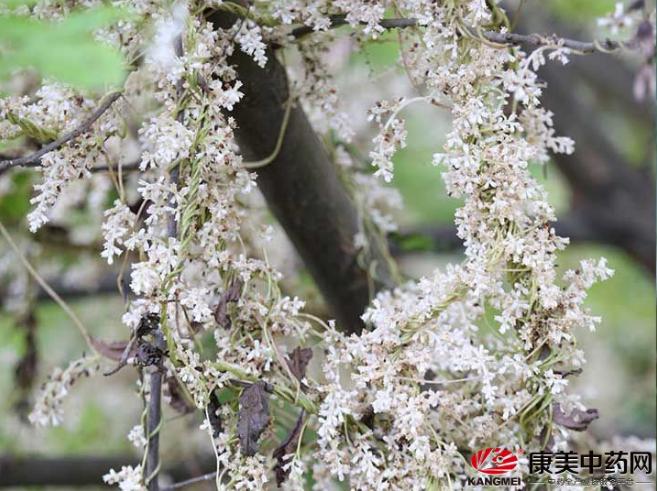 各大药材市场行情价格表,中药材行情玄参价格