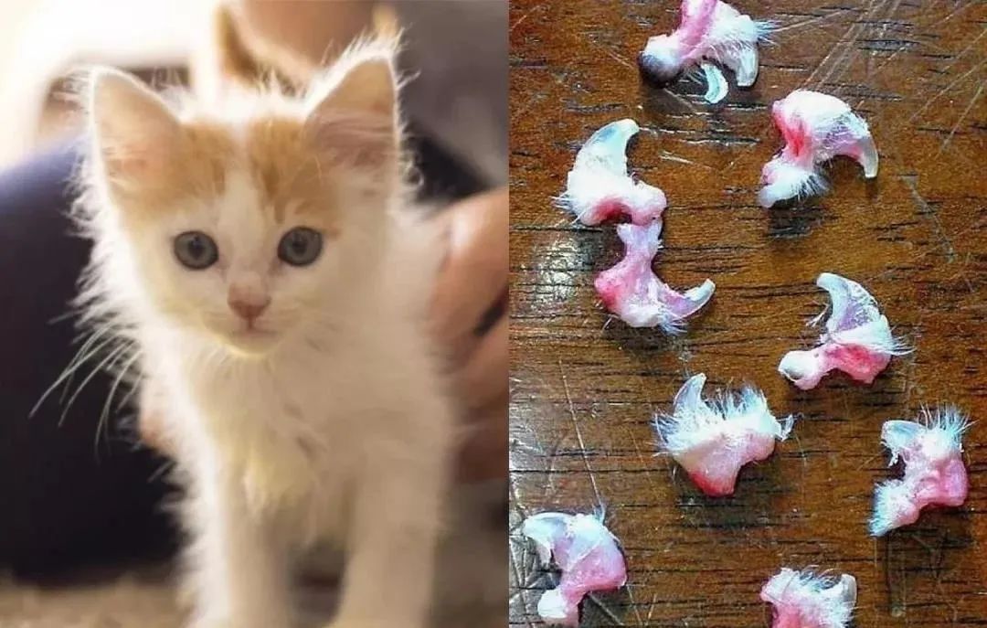 狗切除声带多久能恢复,狗声带切除教学