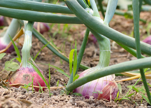 洋葱叶片干枯死亡，病害还是虫害？找准原因，科学应对很关键