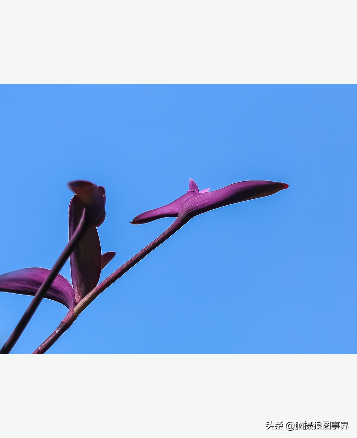 怎么拍摄好看的花和天空,如何拍出好看的天空树叶照