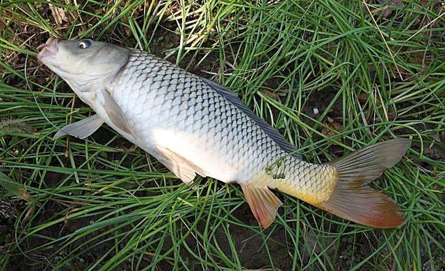 钓鱼为什么要那么多太空豆,太空豆如何钓鱼