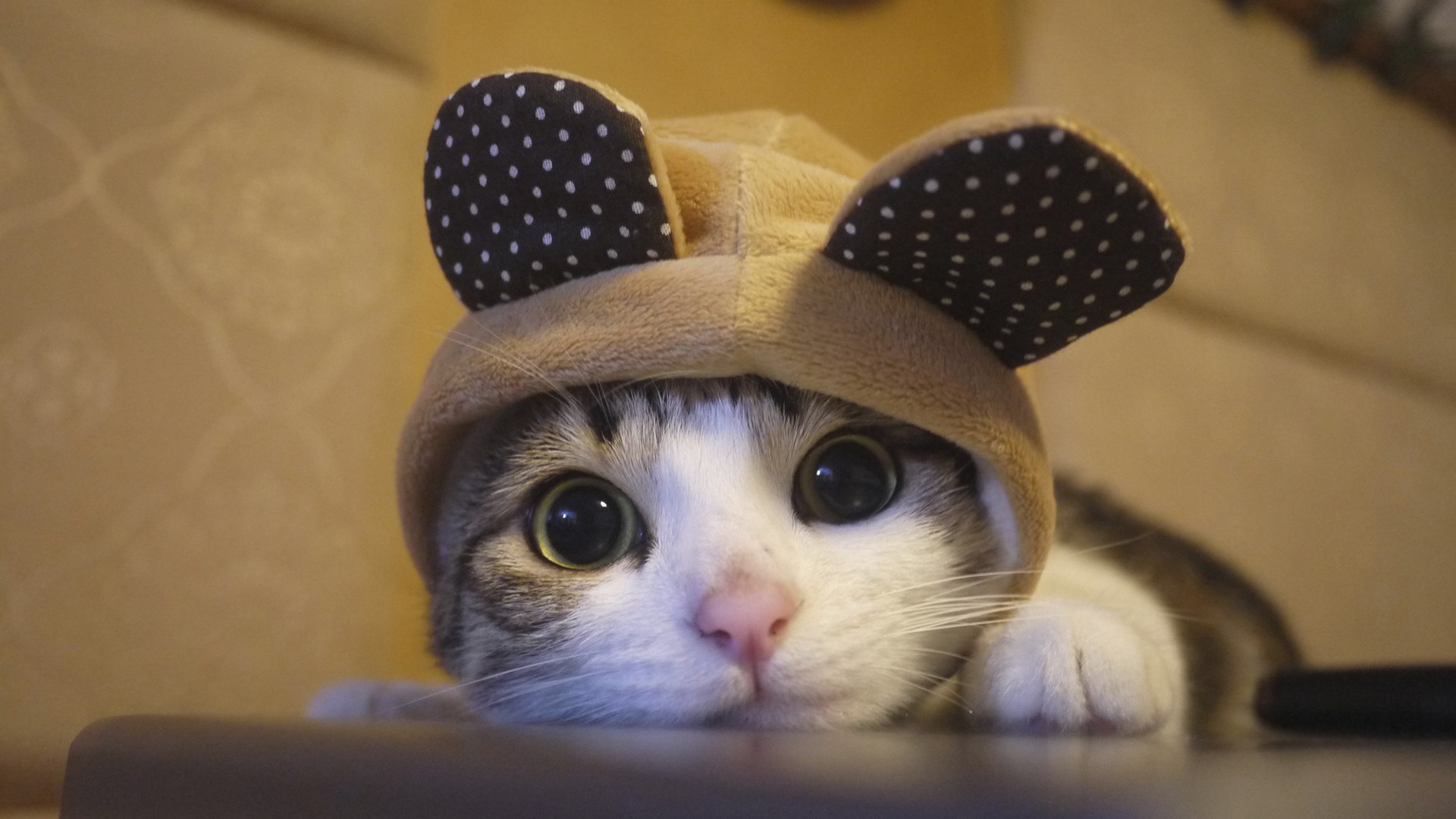 猫咪声音突然变哑是怎么回事,猫咪也发出咕噜咕噜的声音