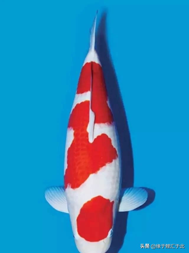 锦鲤充血怎么治疗用什么药,锦鲤充血的具体原因及解救方法