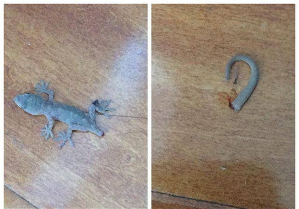 壁虎为什么有再生尾巴的能力,壁虎的尾巴再生原理