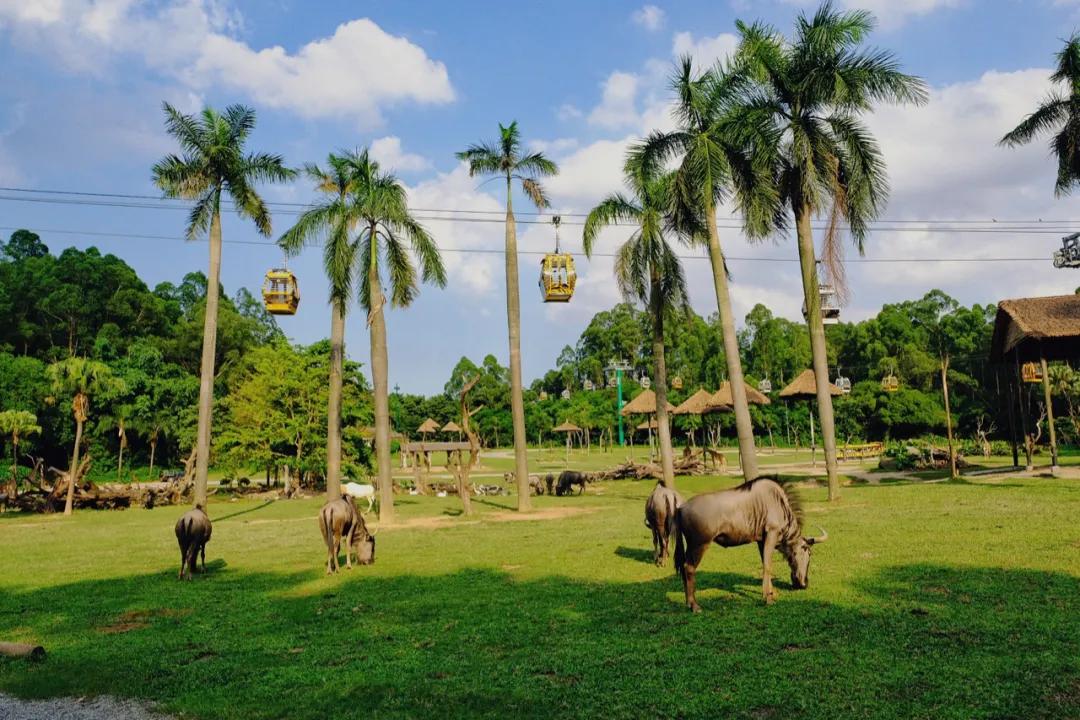 广州长隆怎么玩最划算攻略分享,广州长隆省钱攻略