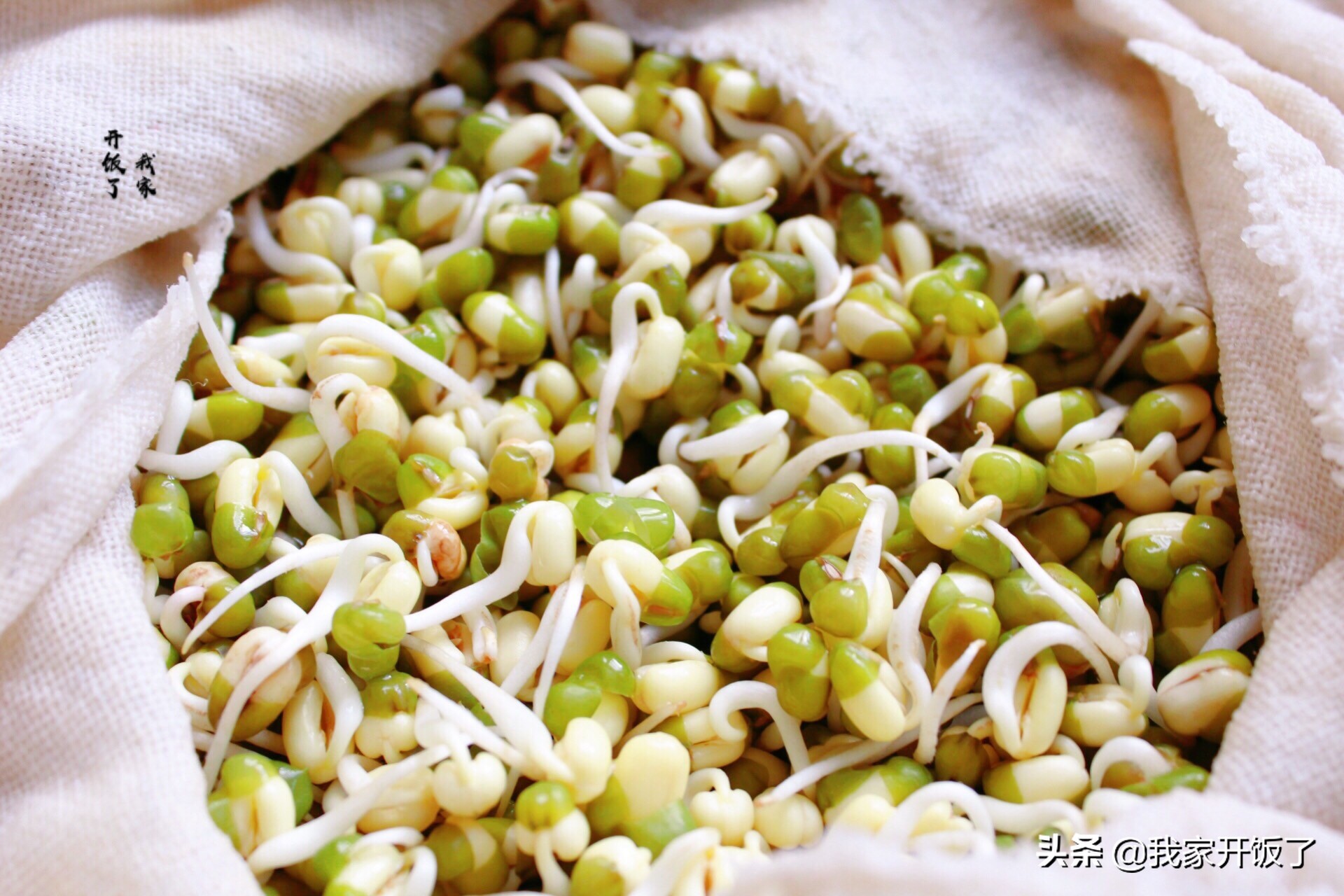 宅在家里学技能，教你发豆芽，掌握3个要点，零失败，随吃随种