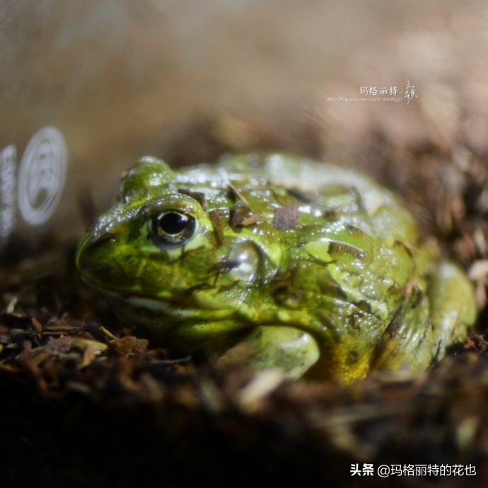 雨林缸可以养的蜥蜴,鱼缸改造封闭式雨林缸养蜥蜴