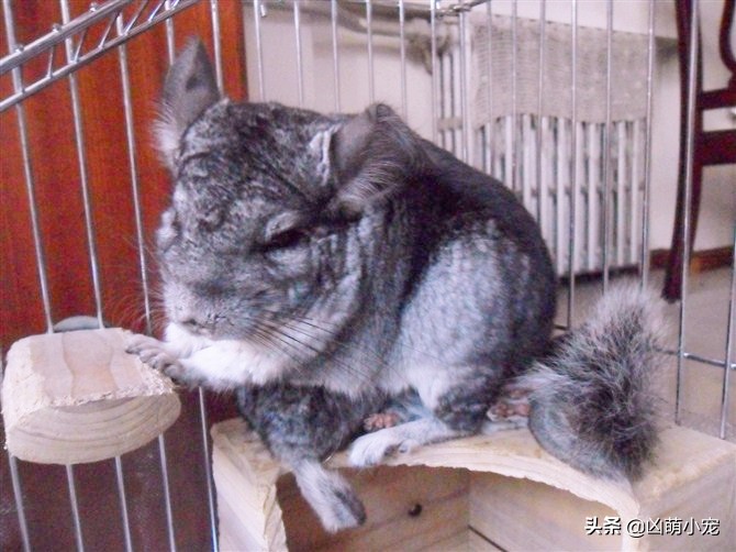 开店的伊始-龙猫宝宝