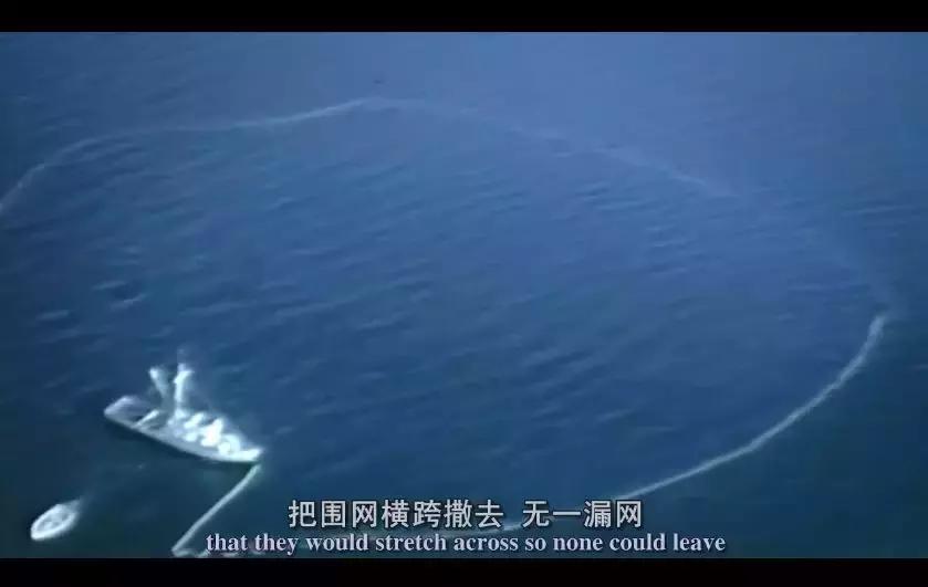 难得一见海洋动物表演,看不完的海洋动物和表演