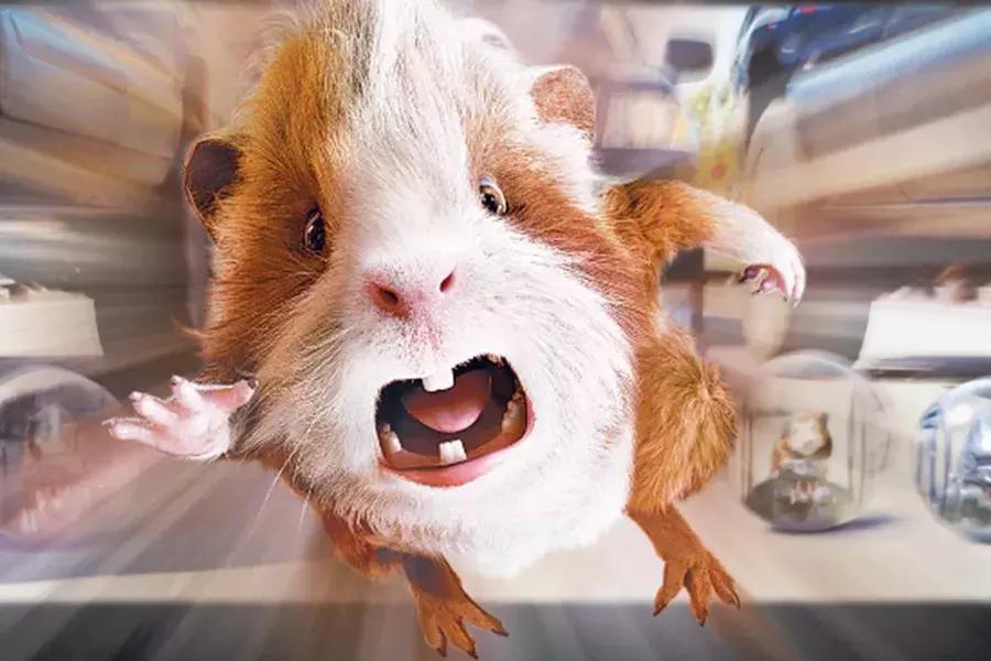 你了解豚鼠吗,豚鼠最大的缺点是什么