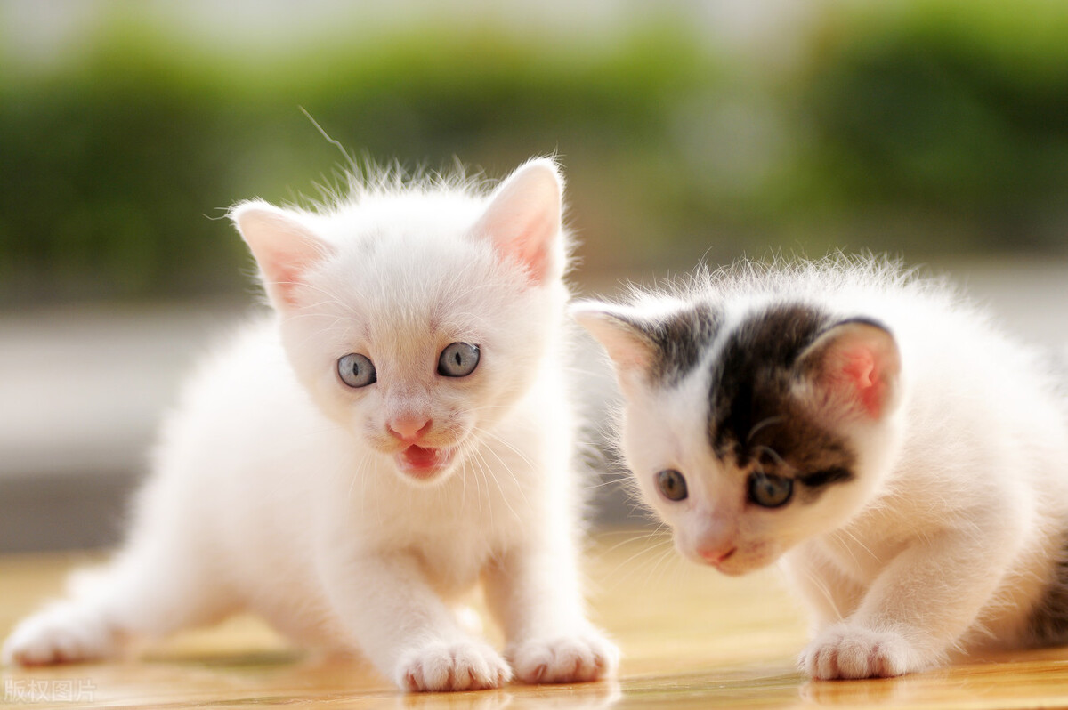 铲屎官猫屎尿怎么处理,猫咪软便拉稀但是精神很好