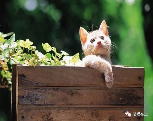 猫发腮科普篇猫咪全攻略,怎么样让猫咪长肉发腮