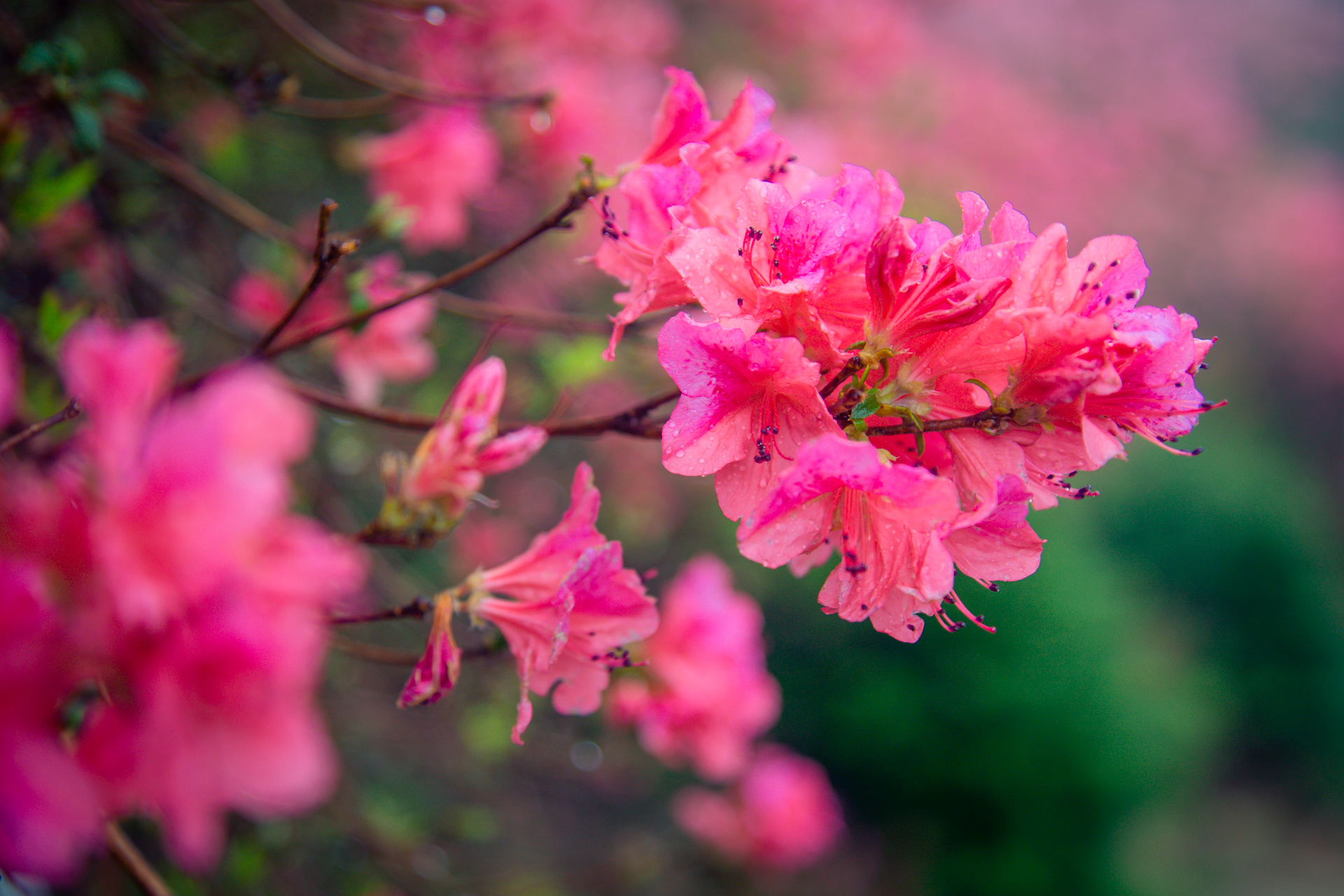 云雾山万亩红杜鹃,云雾山万亩映山红