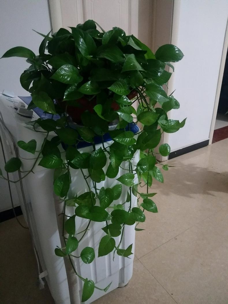 绿萝养护注意这五点叶子又绿又大,绿萝养护方法及注意事项