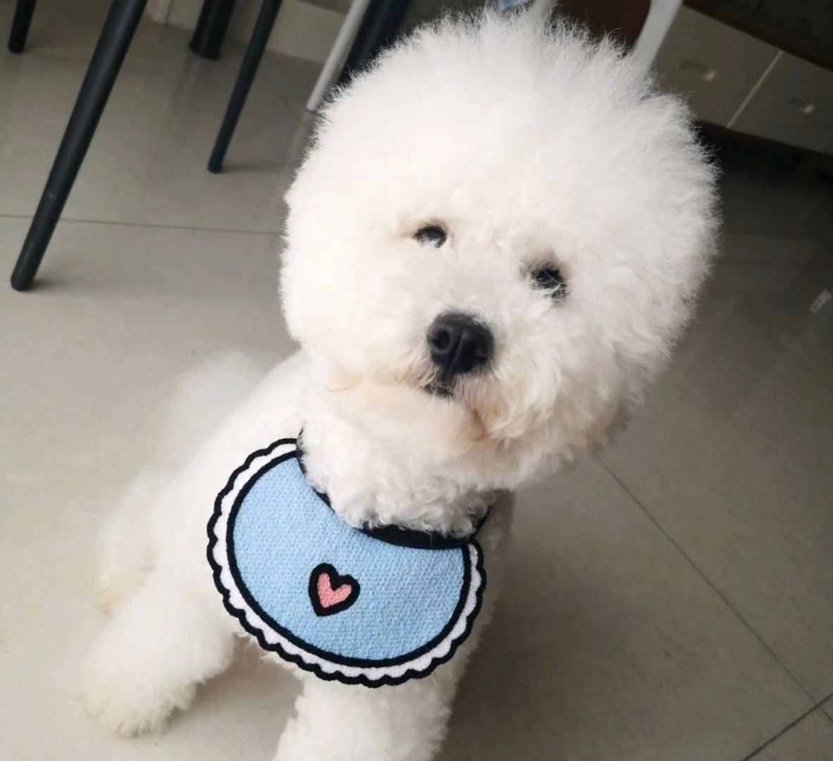 雪山狗粮全面测评到底值不值得买,雪山狗粮排名第几