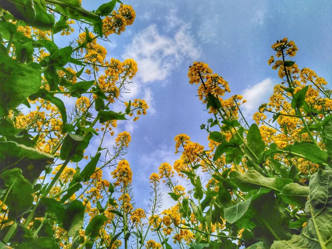 乡村旅游精品线路视频,2020年全国精品乡村旅游路线