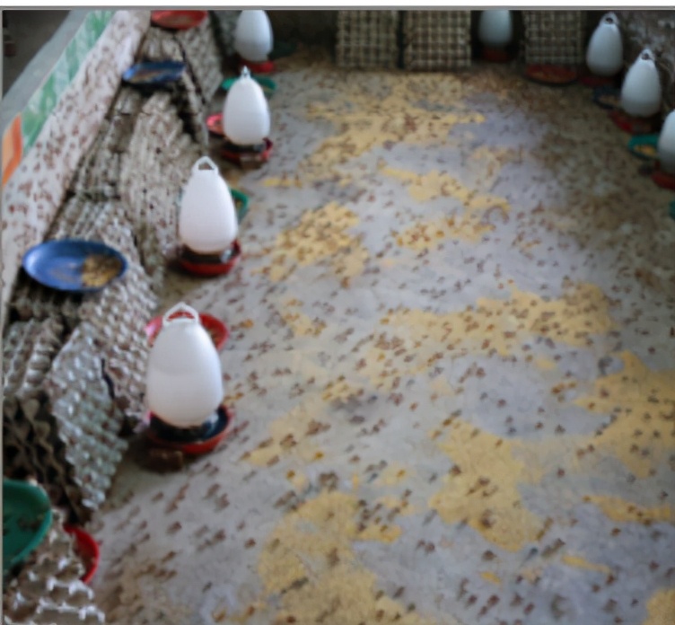 食用蟋蟀养殖赚钱吗农村,食用蟋蟀养殖