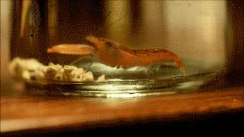 「科普」这种小虾能“袭击”军舰，我们成功缴获了它的*器武**