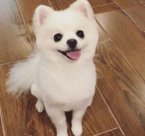 博美没有奶怎么办,博美多大换牙齿能帮它拔掉吗